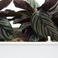 Self Watering Smart Planting Pot - -